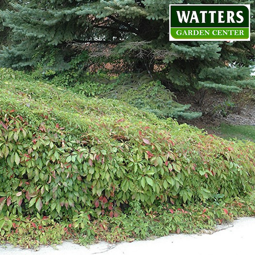 VIRGINIA CREEPER VINE 2gal