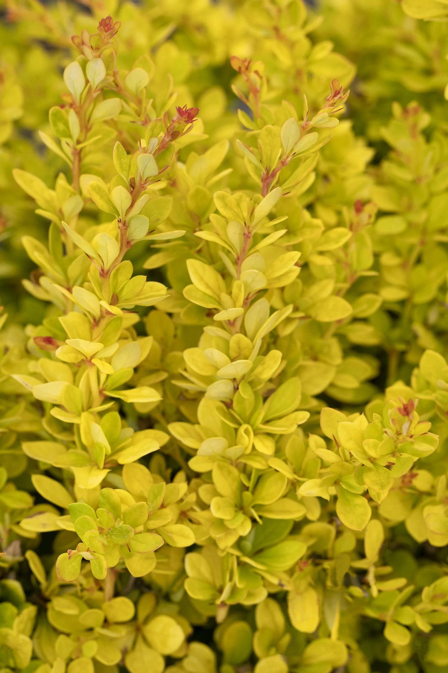 GOLDEN NUGGET BARBERRY 2gal