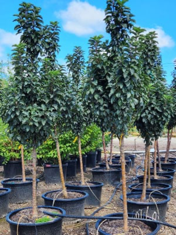 RASPBERRY SPEAR CRABAPPLE 20gal