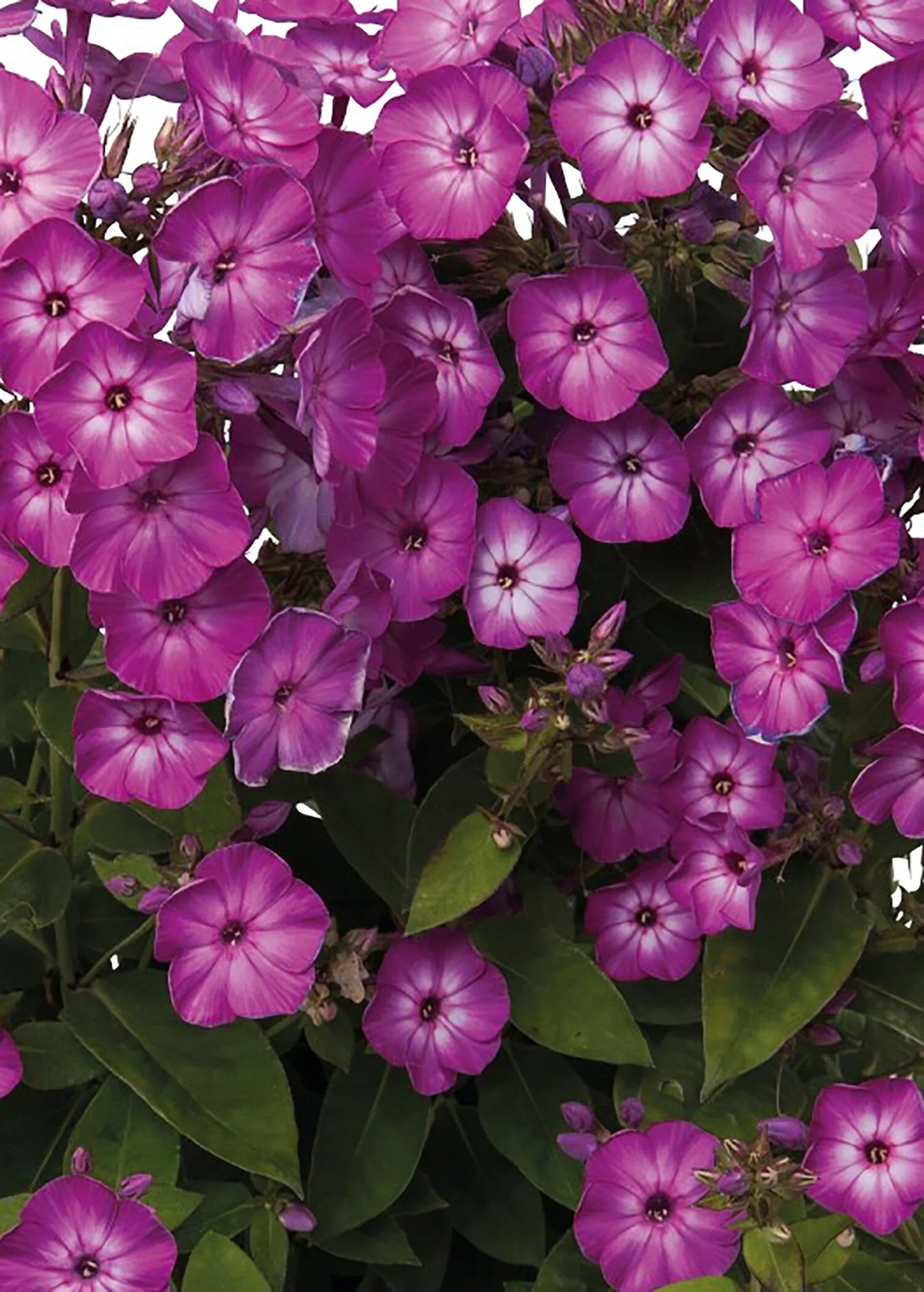 PURPLE EYE FLAME PHLOX 1gal