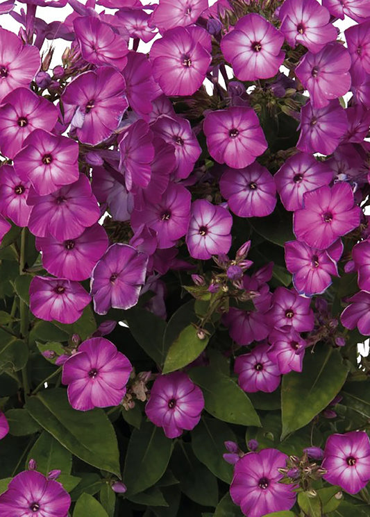 PURPLE EYE FLAME PHLOX 1gal