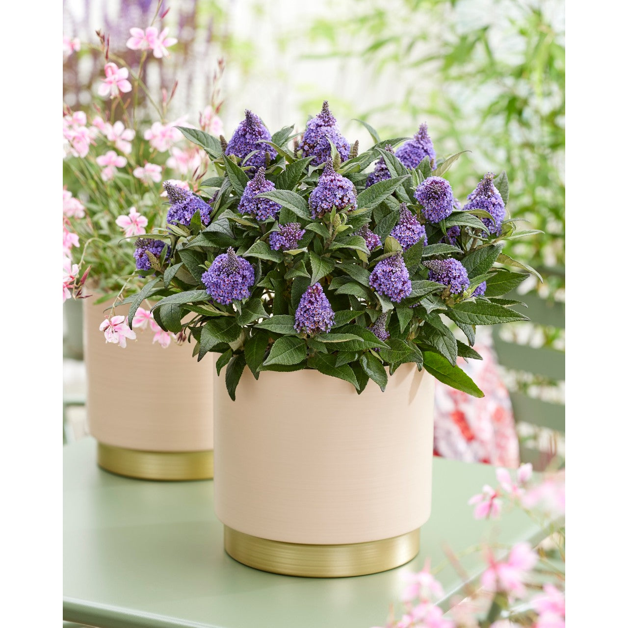 LITTLE ROCKSTARS PURPLE BUTTERFLY BUSH 1gal