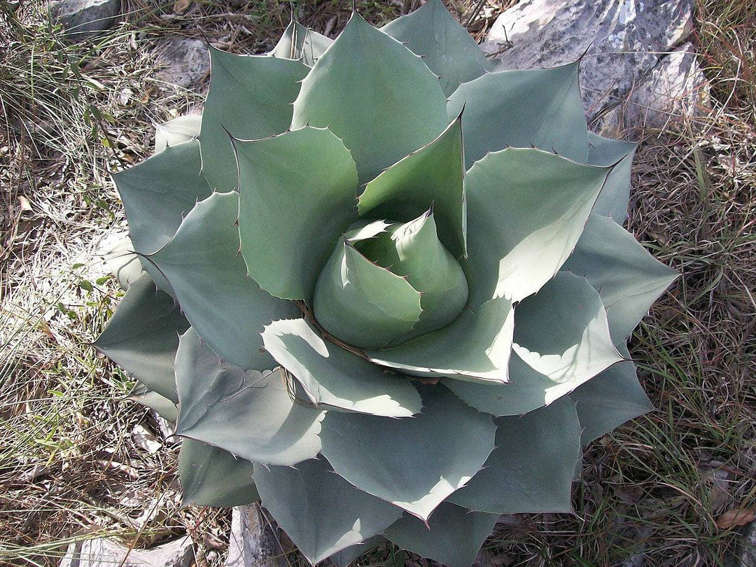 WHALE TONGUE AGAVE 2gal