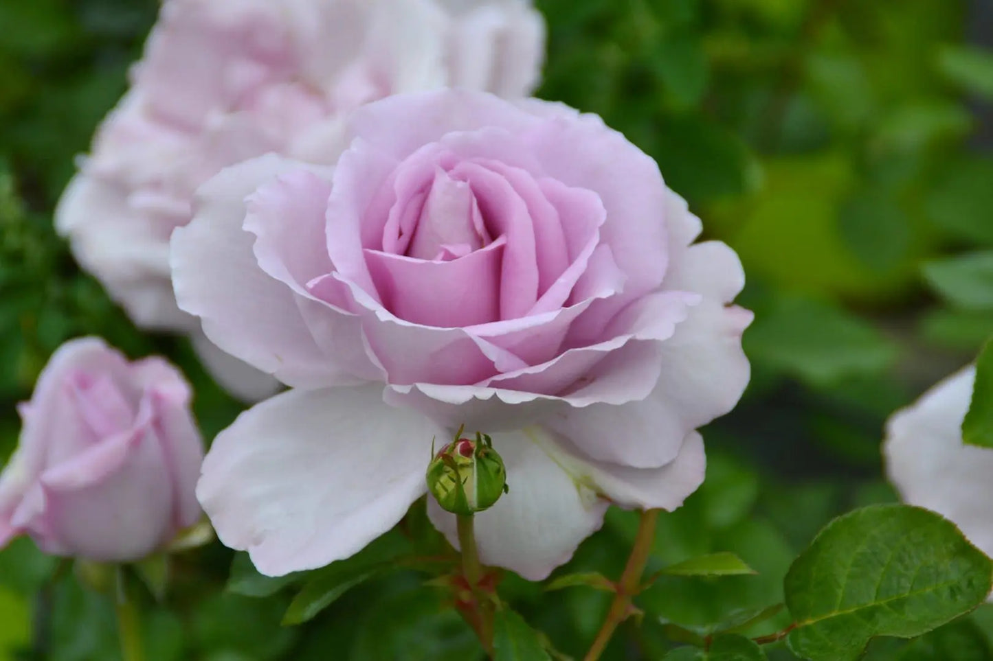 LE PETIT PRINCE ROSE 2gal