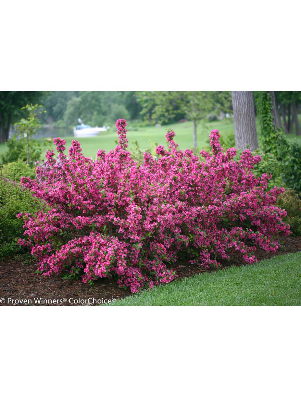 SONIC BLOOM PINK WEIGELA 2gal