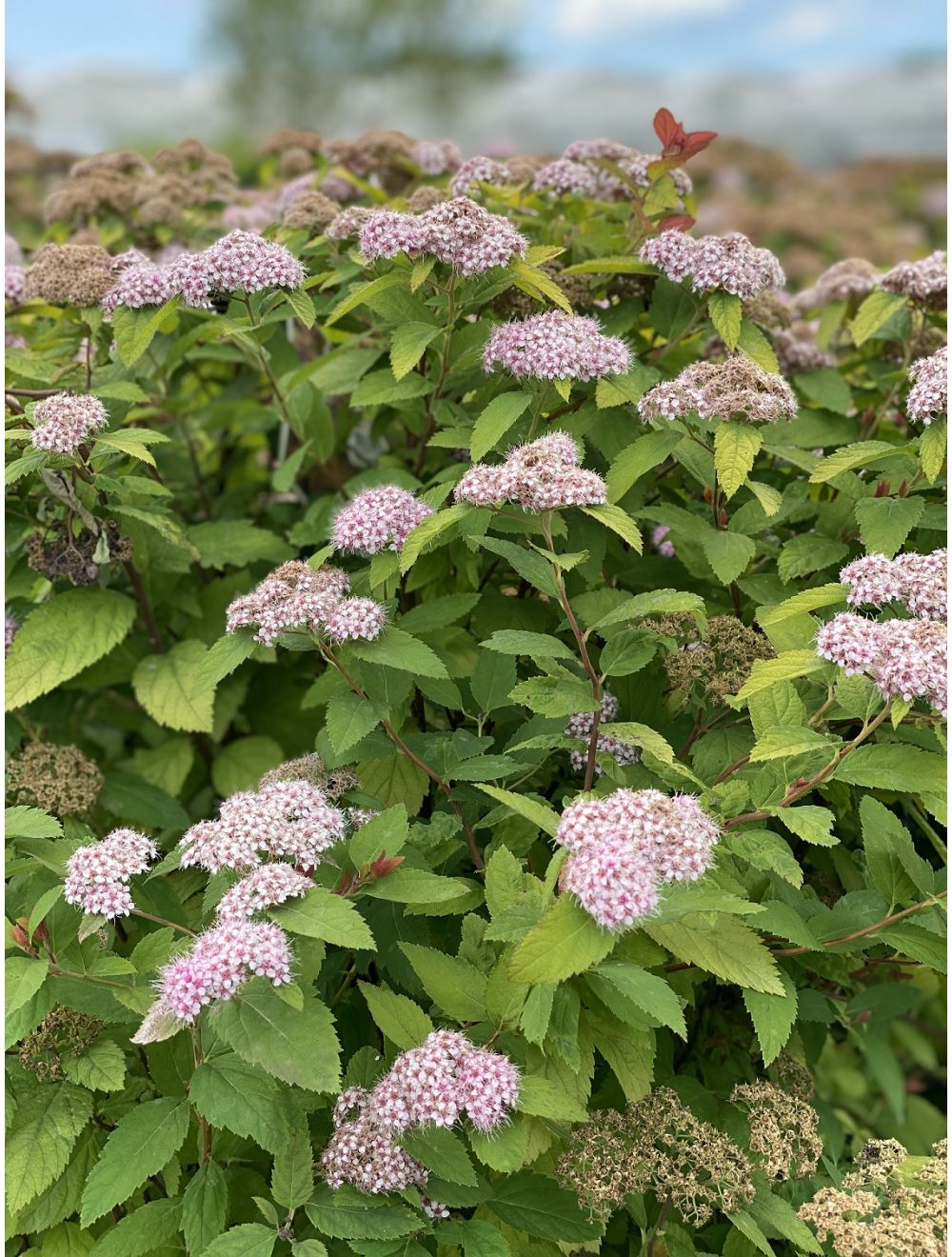 Double Play Big Bang® Spirea (Spiraea japonica 'Tracy') - 3 gallon 15"