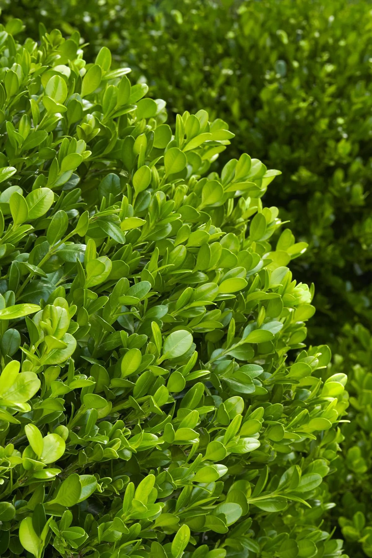 WINTER GEM BOXWOOD 5gal