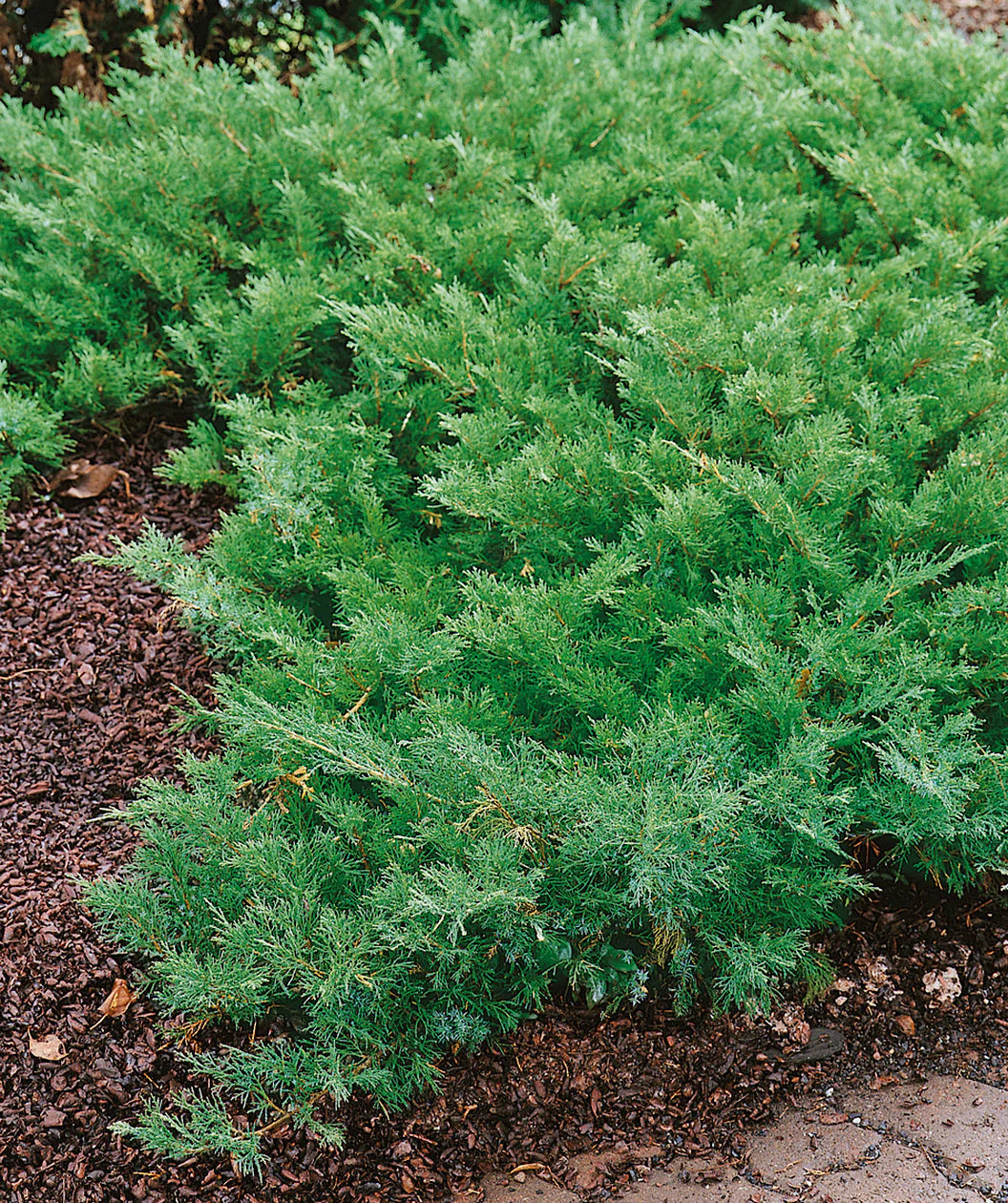 BUFFALO JUNIPER 1gal