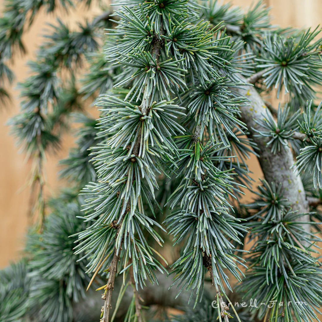 WEEPING ATLAS CEDAR TREE 7gal