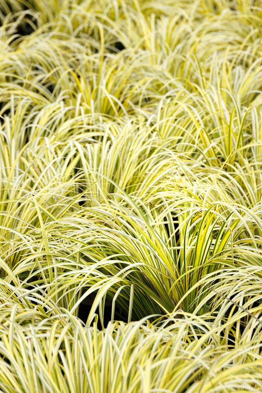 VARIEGATED SWEET FLAG 1gal