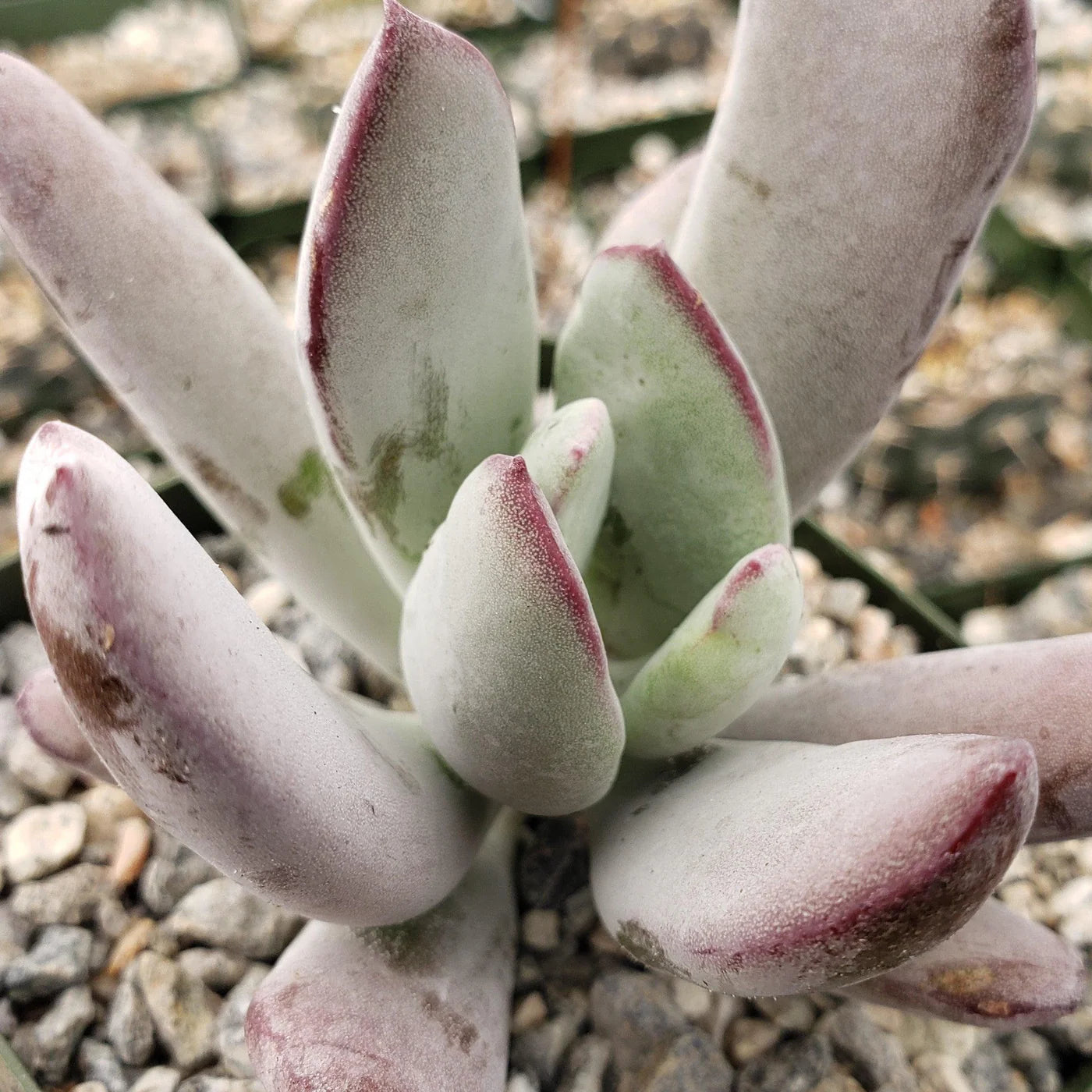 White Sprite Cotyledon