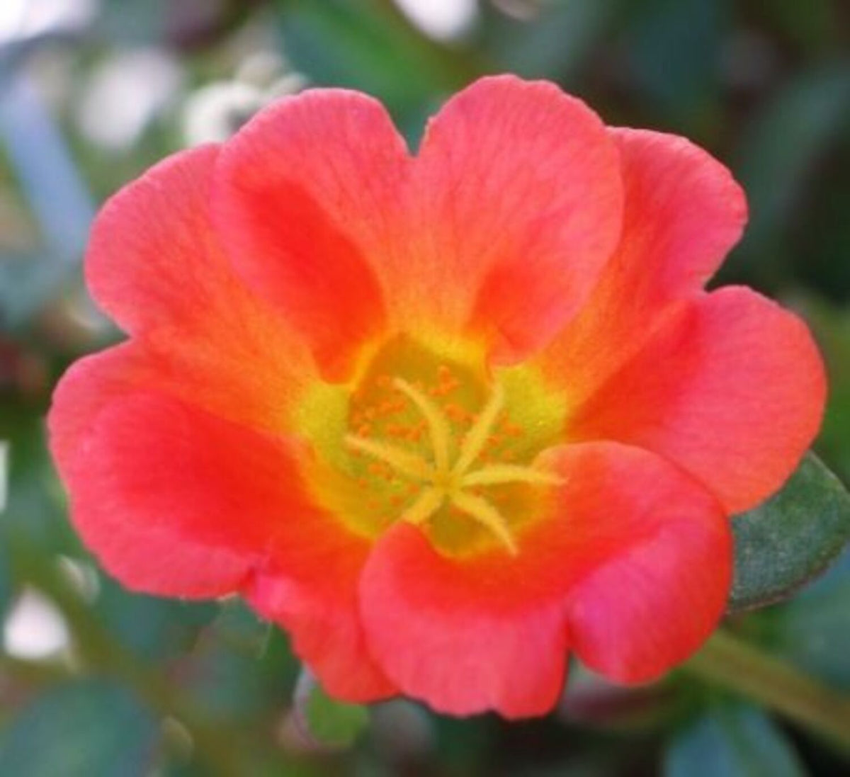 SEA GLASS ORANGE PORTULACA 4in