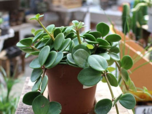HOPE PEPEROMIA 6in
