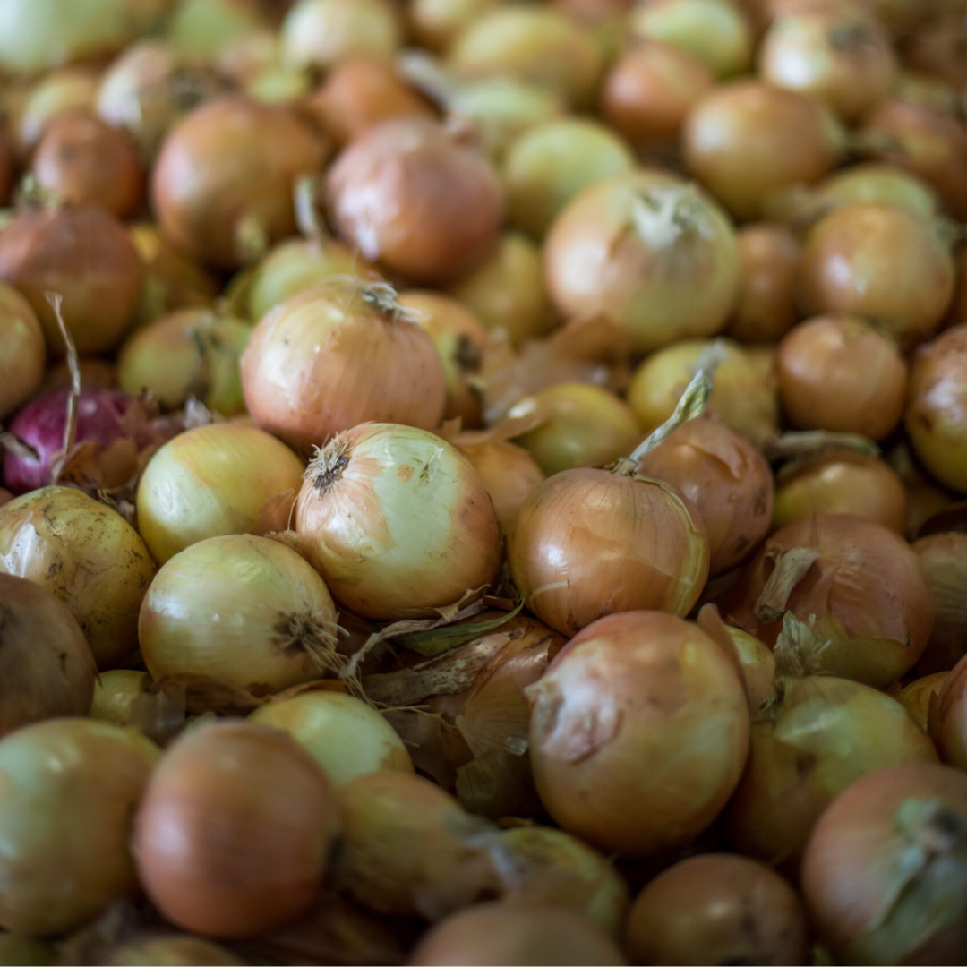 (Intermediate - Long Day) Highlander Onion Plants