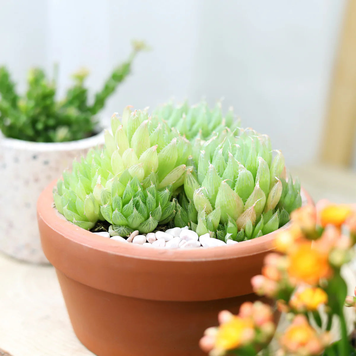 Haworthia Cooperi