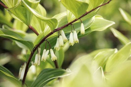 VARIEGATED SOLOMON'S SEAL 1gal