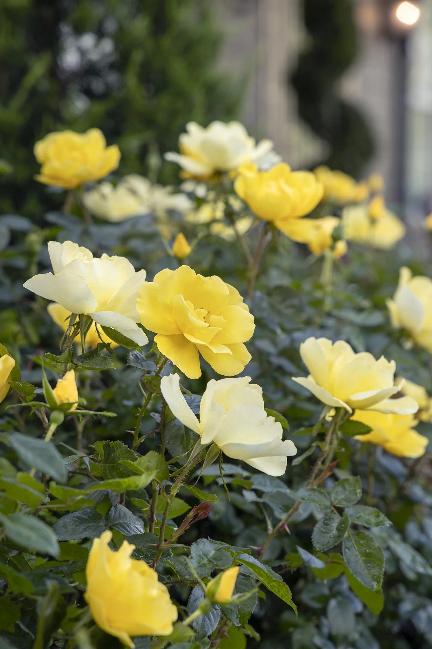 GRACE N GRIT YELLOW ROSE PATIO TREE 5gal