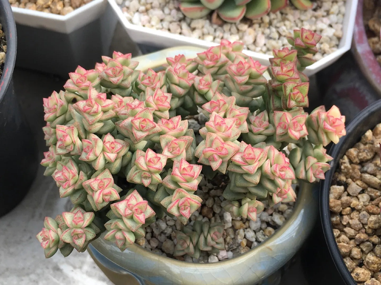 Tom Thumb Crassula