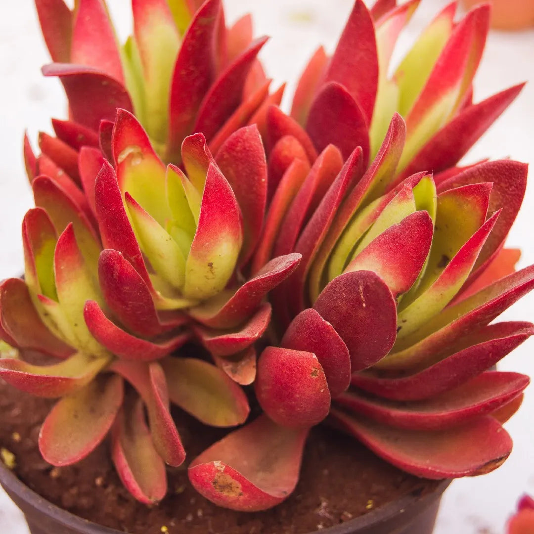 Red Pagoda Crassula
