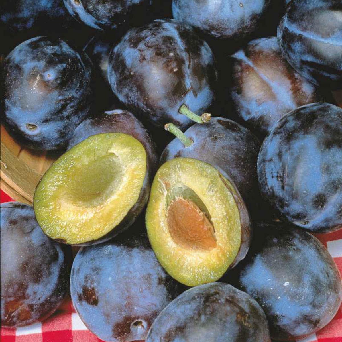 STANLEY PLUM TREE 7gal