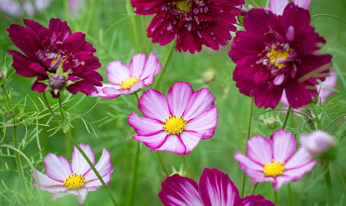 ASSORTED ANNUALS 1gal
