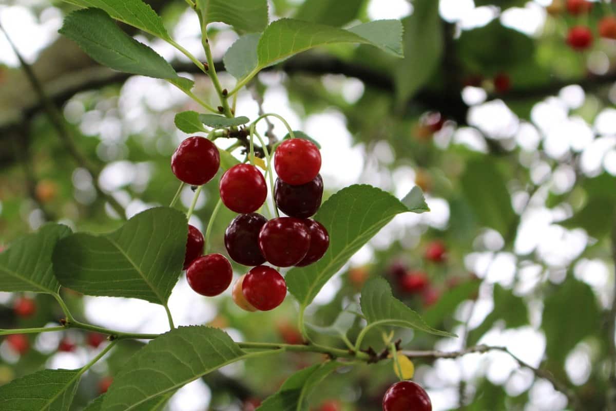 BING CHERRY TREE 7gal