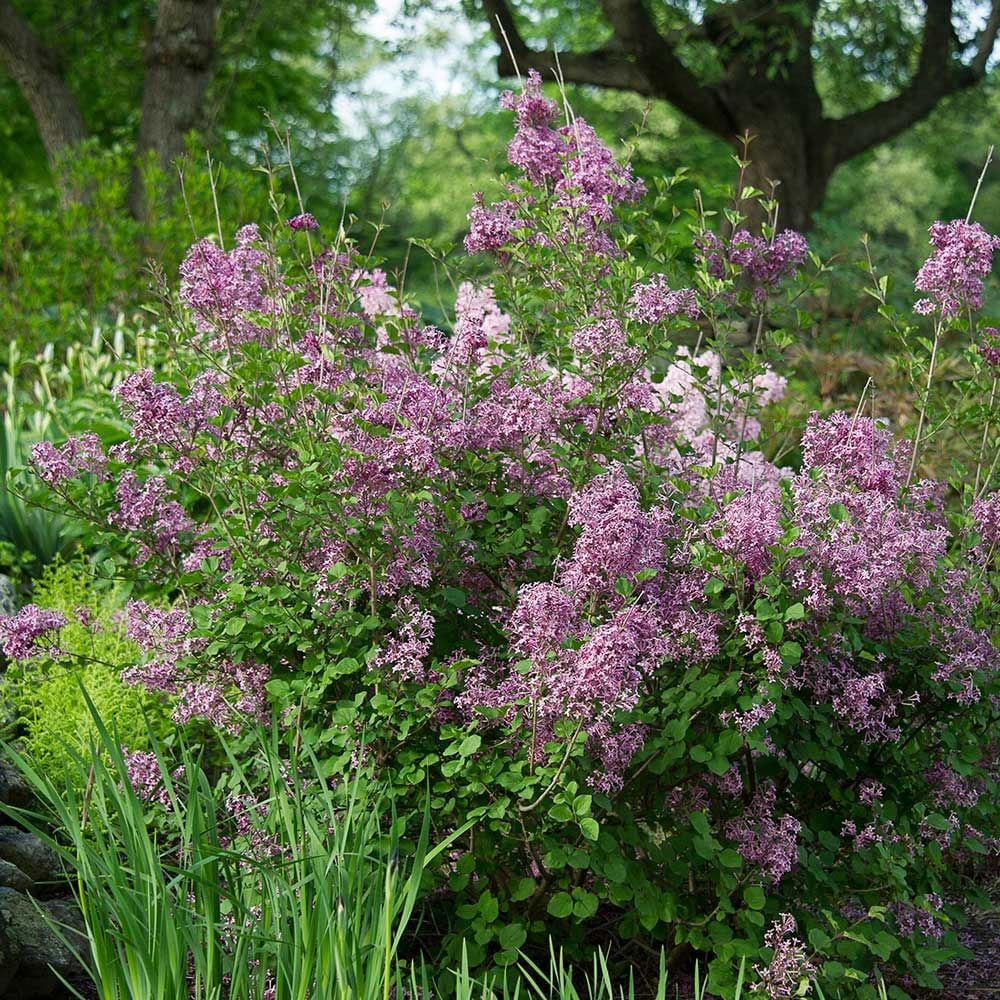 BLOOMERANG DARK PURPLE LILAC 3gal