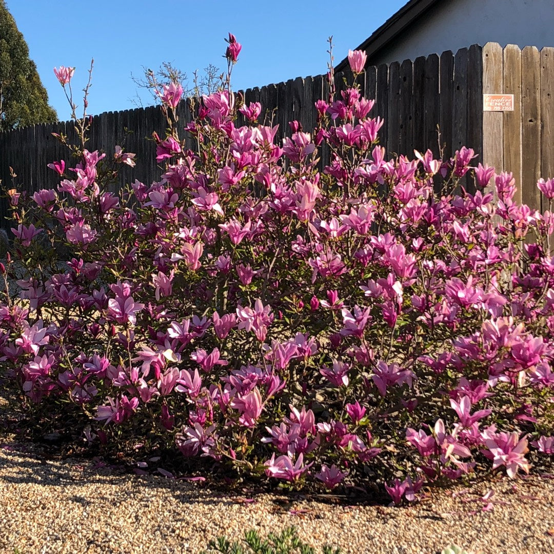 RUSTICA RUBRA MAGNOLIA TREE 7gal