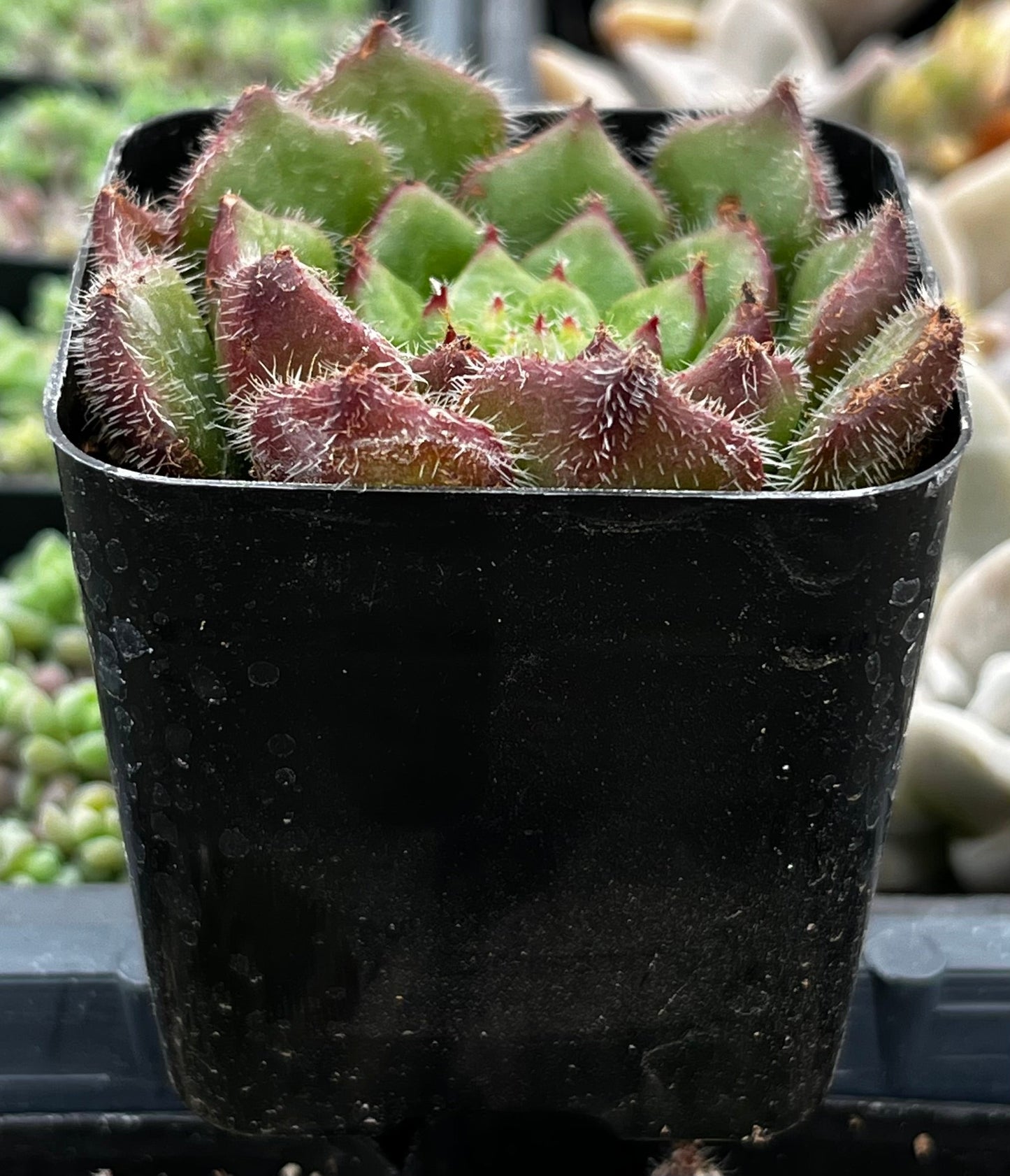 Echeveria Woolly Rose