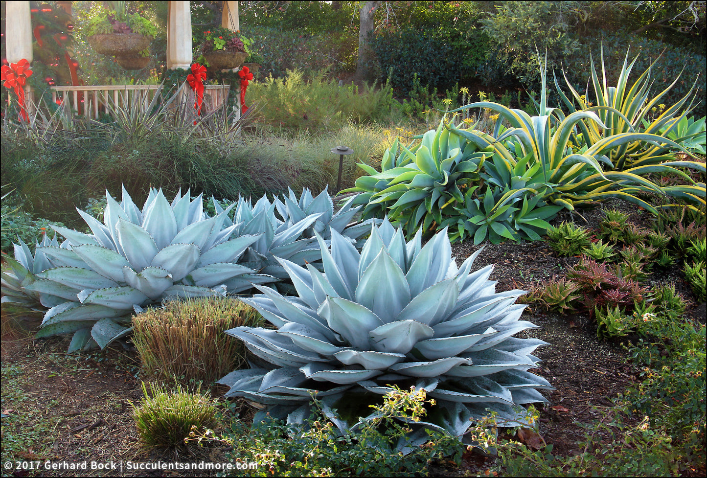 WHALE TONGUE AGAVE 2gal