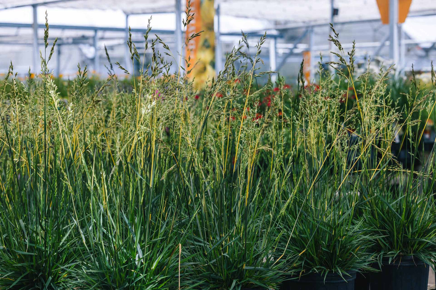 GLOW STICKS TALL FESCUE GRASS 1gal