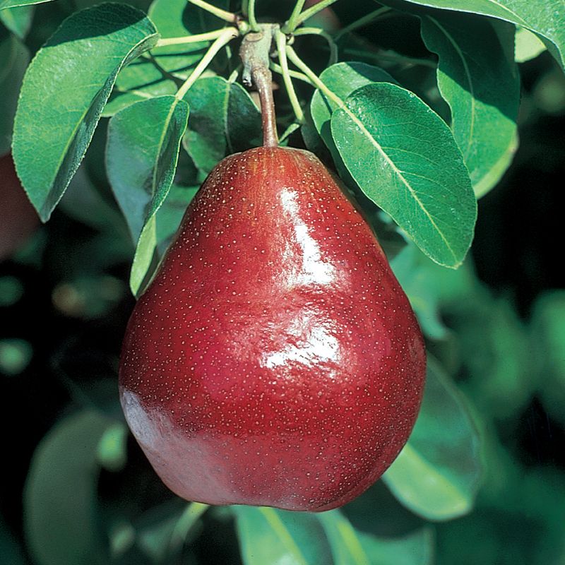 RED ANJOU PEAR TREE 7gal