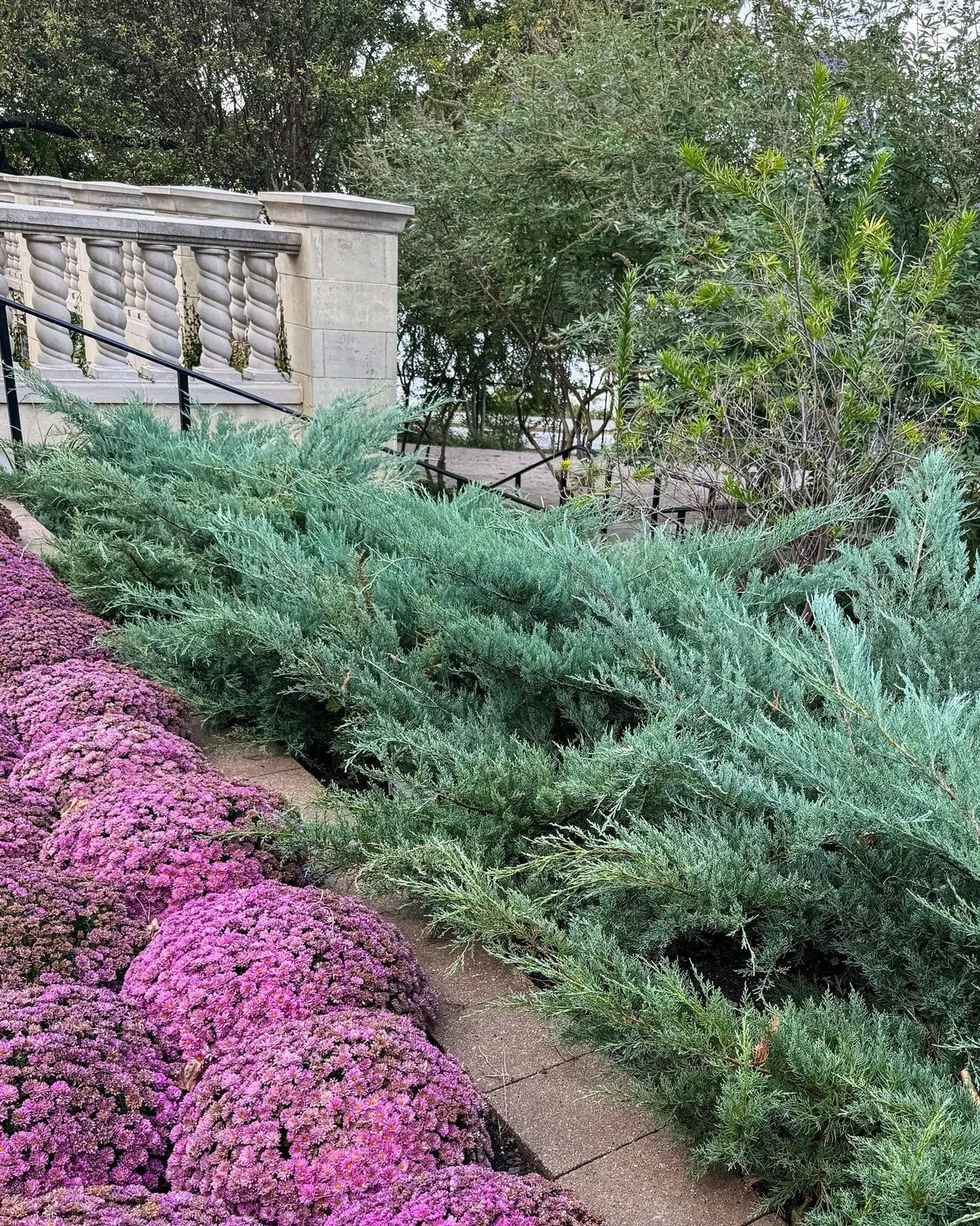 Grey Owl Juniper (JUNIPER V. GREY OWL)