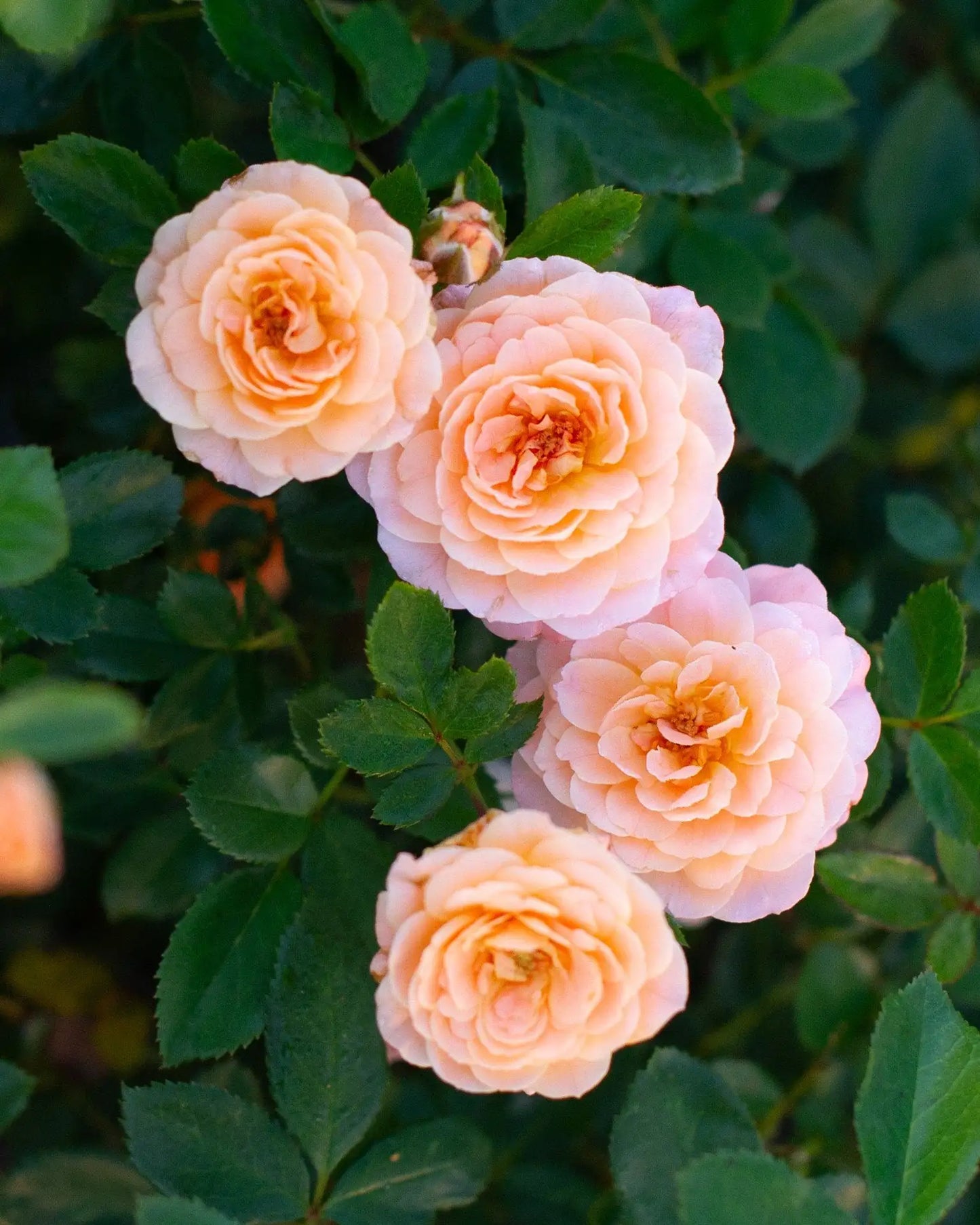 Apricot Drift® Rose (Rosa 'Drift Meimirrote') - 1 gallon