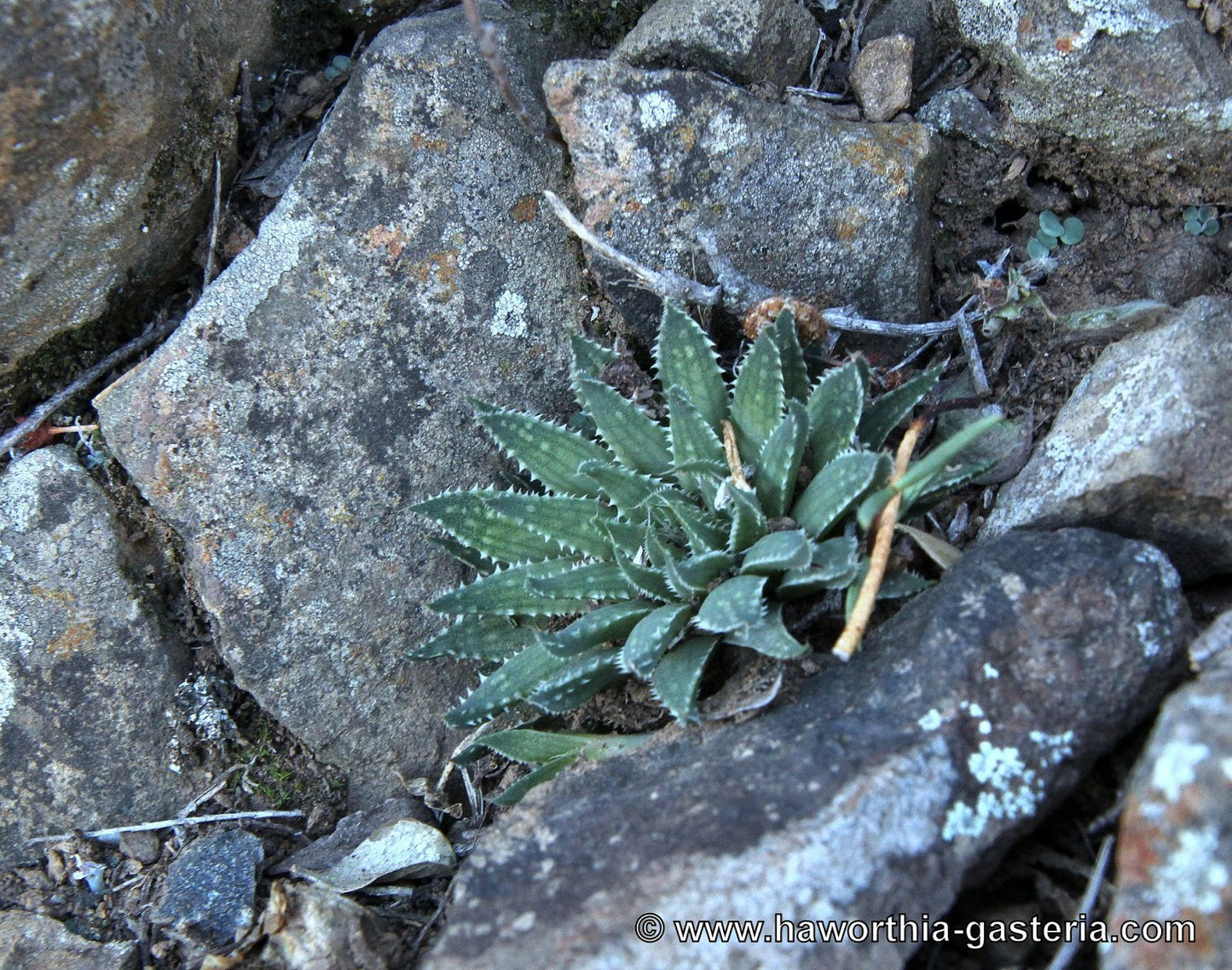 Haworthia Marumiana