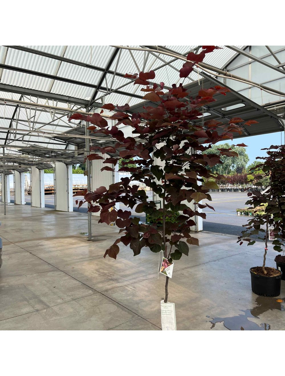 MIDNIGHT EXPRESS REDBUD TREE 10gal