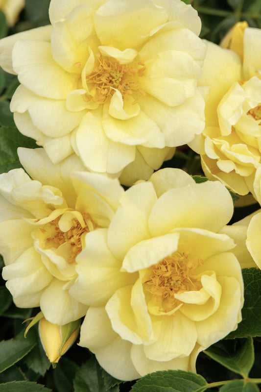 YELLOW CARPET ROSE 2gal