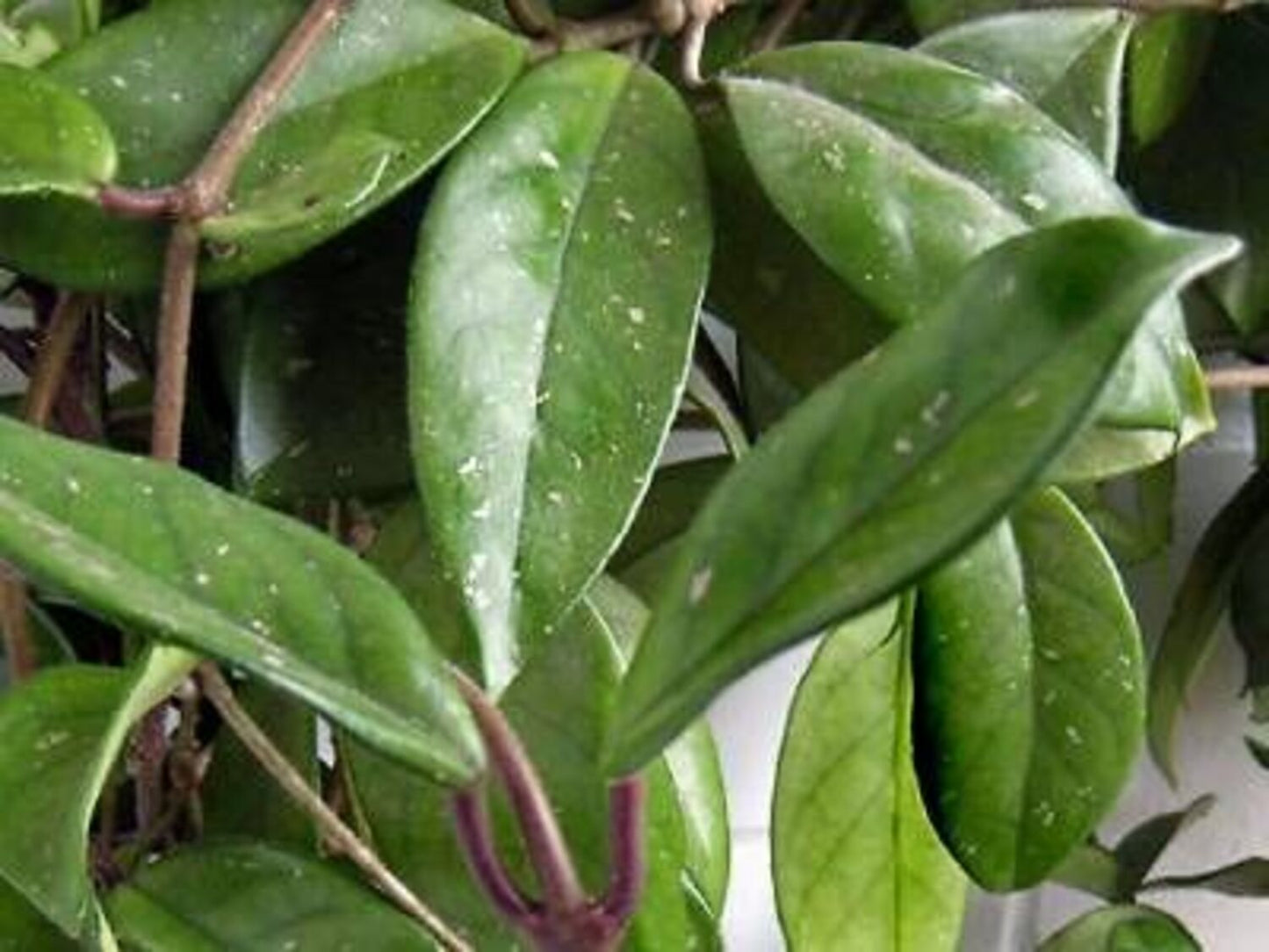CARNOSA HOYA 6in