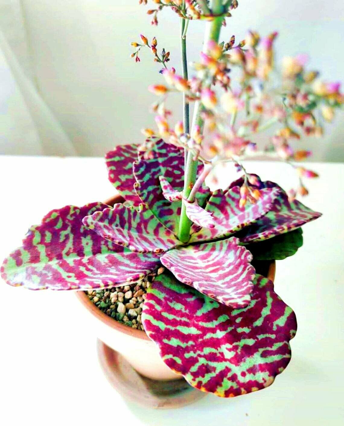 Desert Surprise Kalanchoe Humilis