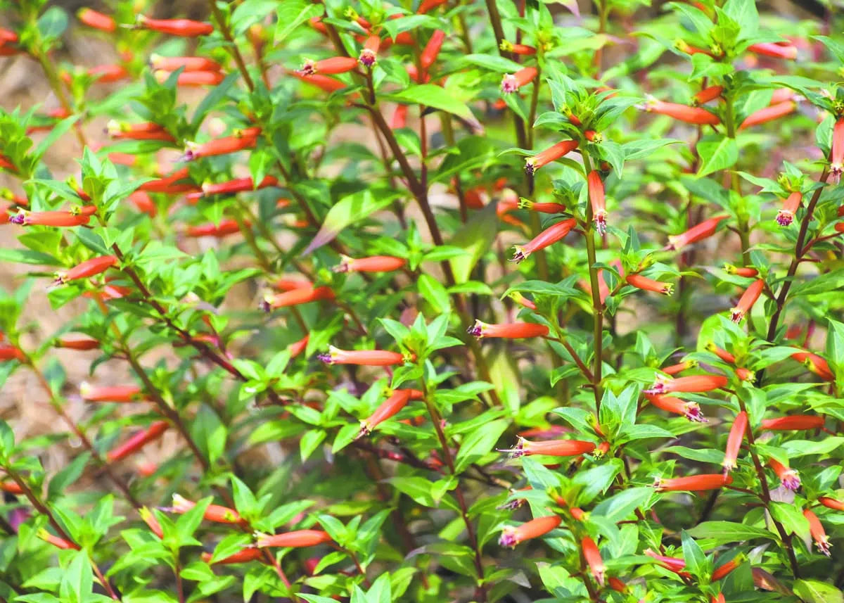 ASSORTED CUPHEA 4in