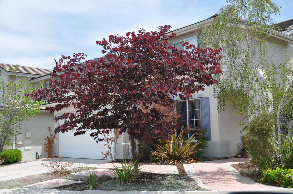 FOREST PANSY REDBUD TREE 5gal