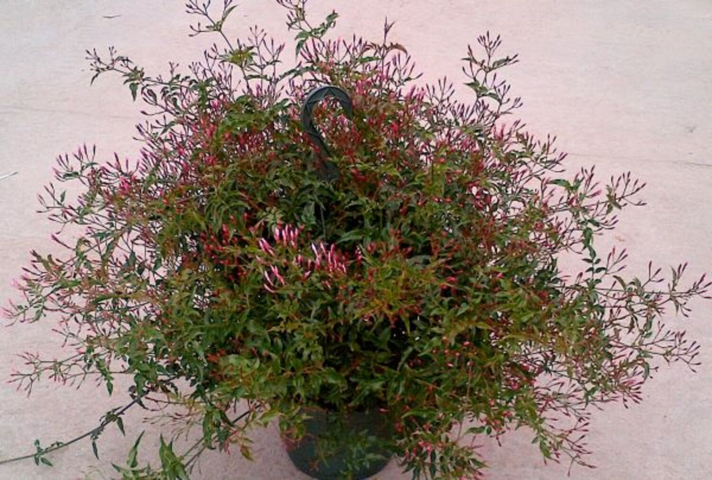 PINK JASMINE 6in