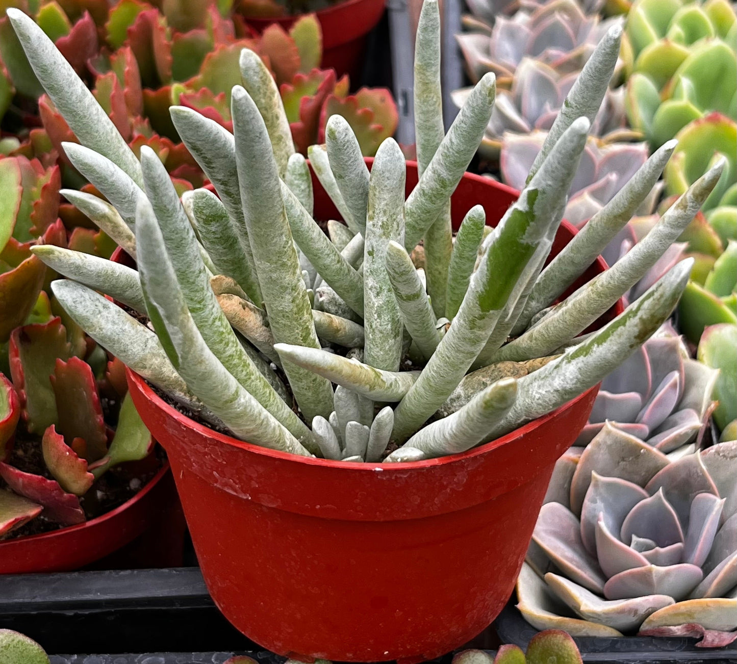 Woolly Senecio