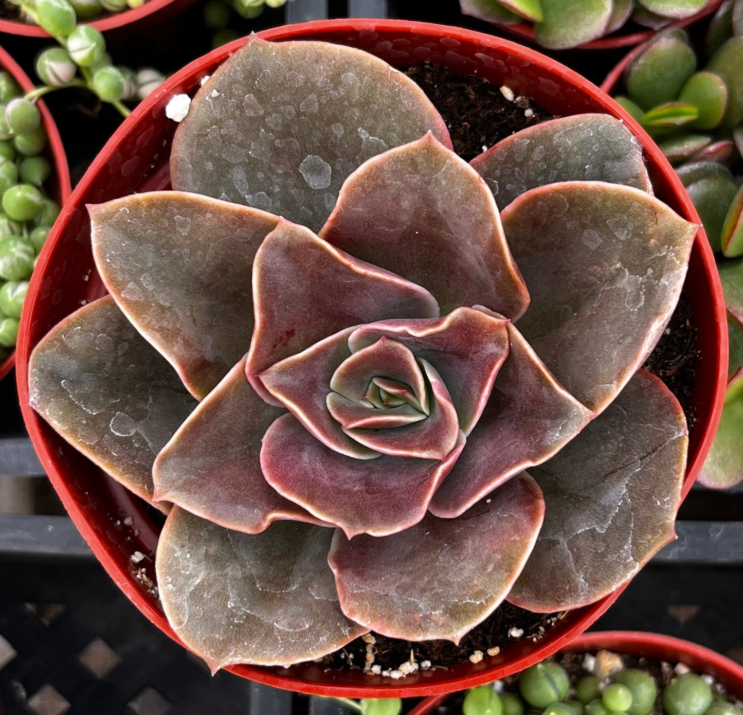 Fireglow Echeveria