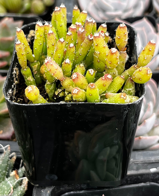 Dancing Cactus - Hatiora Salicornioides