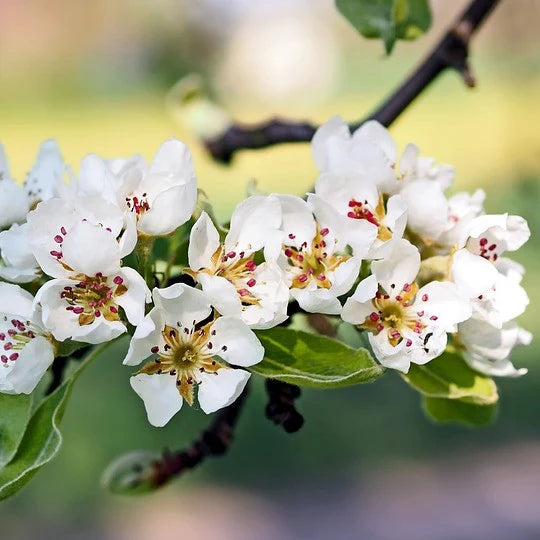 BARTLETT PEAR TREE SEMI DWARF 5gal