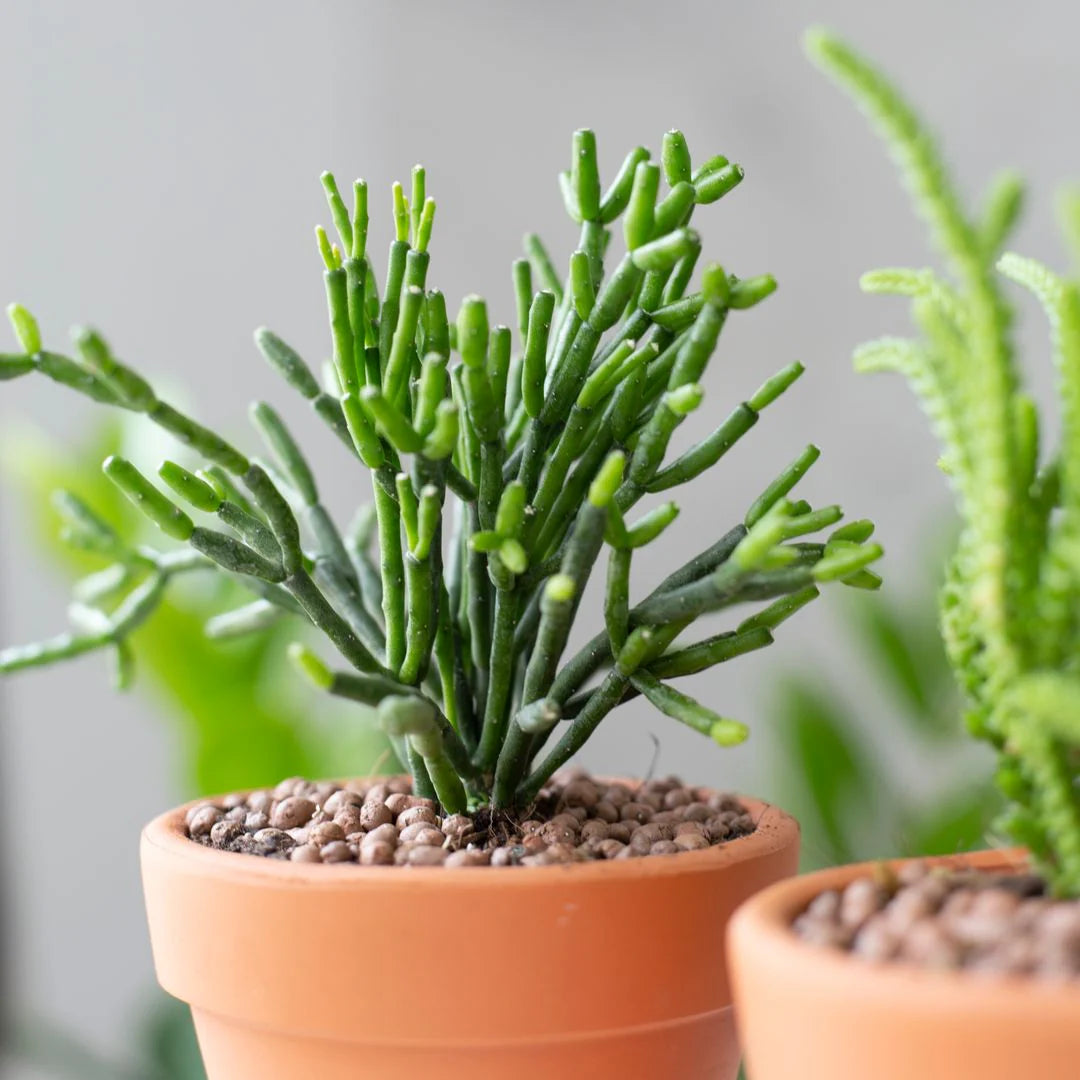 Dancing Cactus - Hatiora Salicornioides