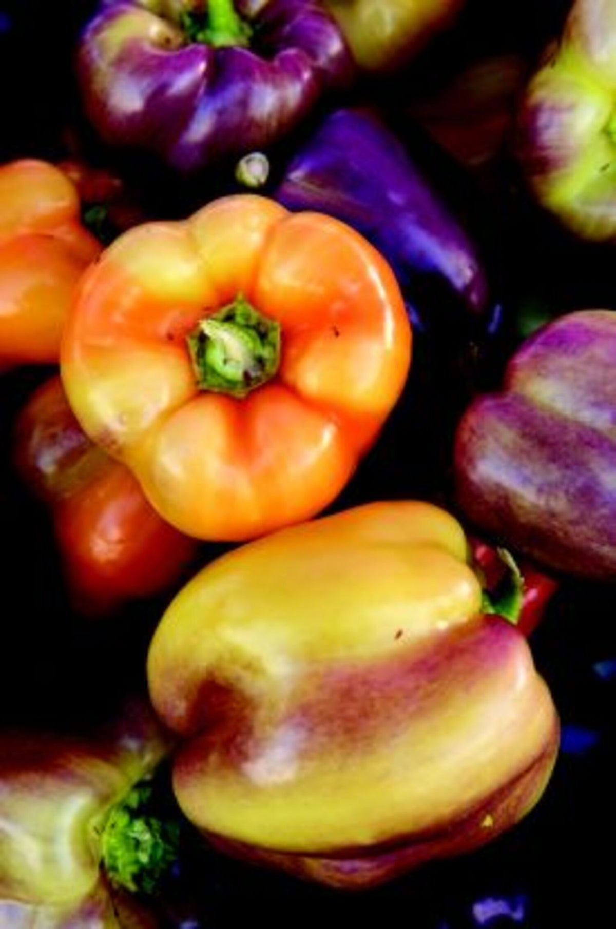 ASSORTED PEPPERS 6in