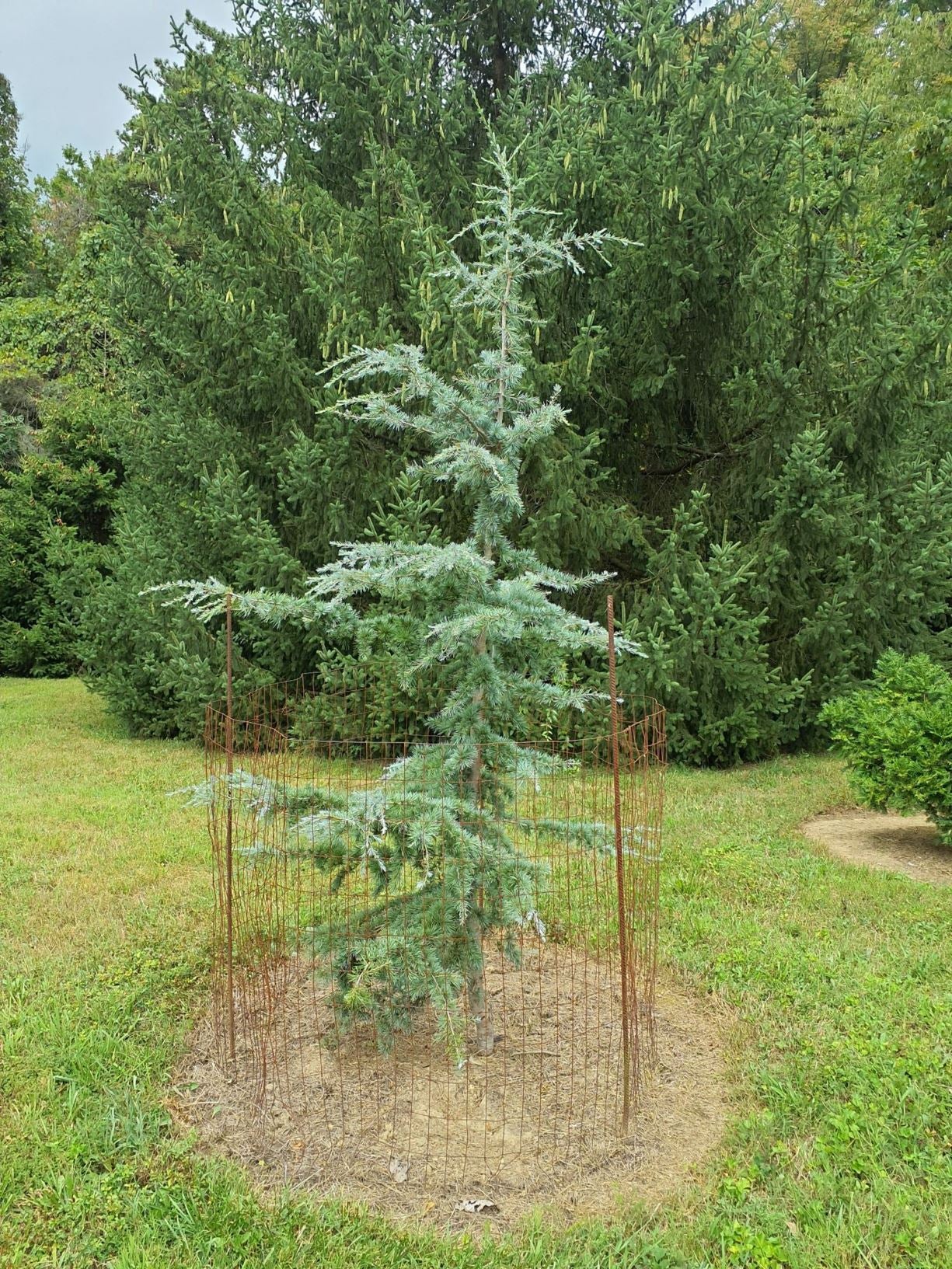 KARL FUCHS DEODAR CEDAR 6-7ft