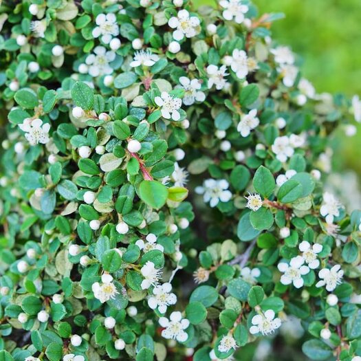 STREIBS FINDLING COTONEASTER 1gal